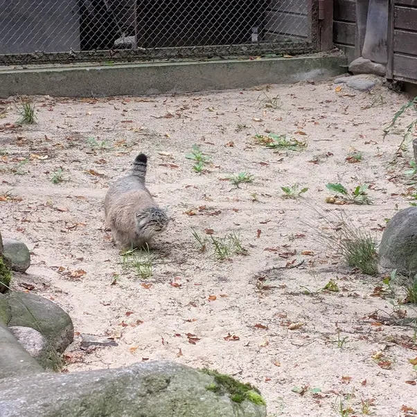 A photograph of Bozenka in Poznan New Zoo