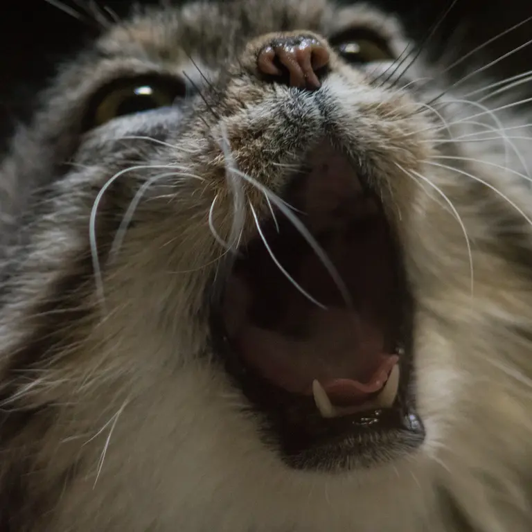 A photograph of Primula in Ueno Zoological Gardens