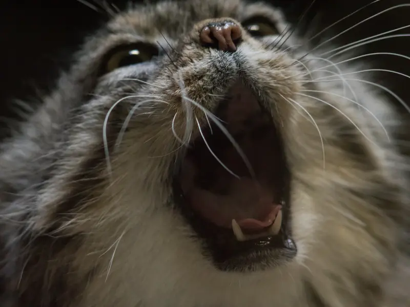 A photograph of Primula in Ueno Zoological Gardens