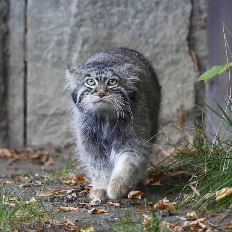 A photograph of a Pallas's cat