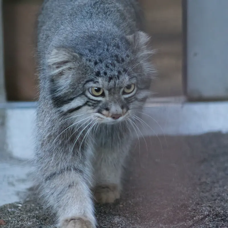 A photograph of Figa in Nogeyama Zoo