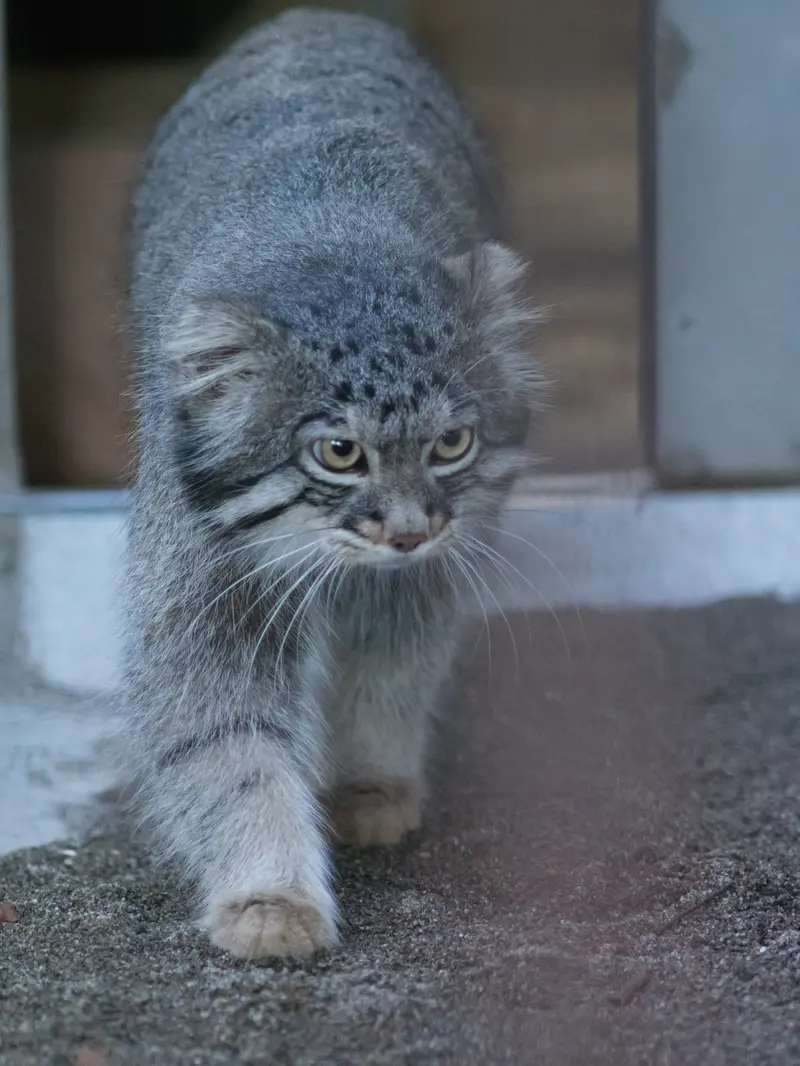 A photograph of Figa in Nogeyama Zoo