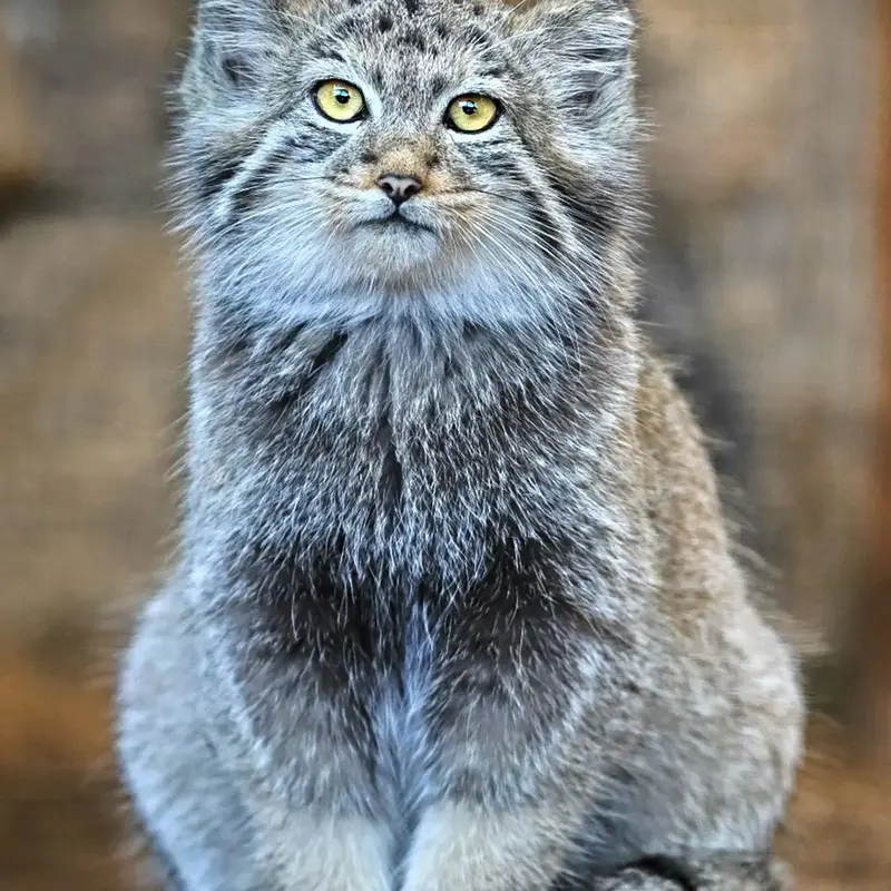 A photograph of Aksa in Leningrad zoo