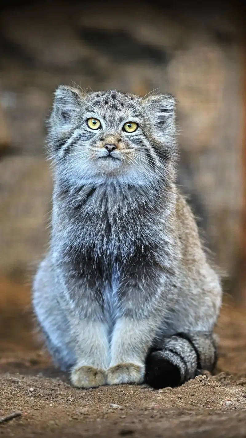 A photograph of Aksa in Leningrad zoo