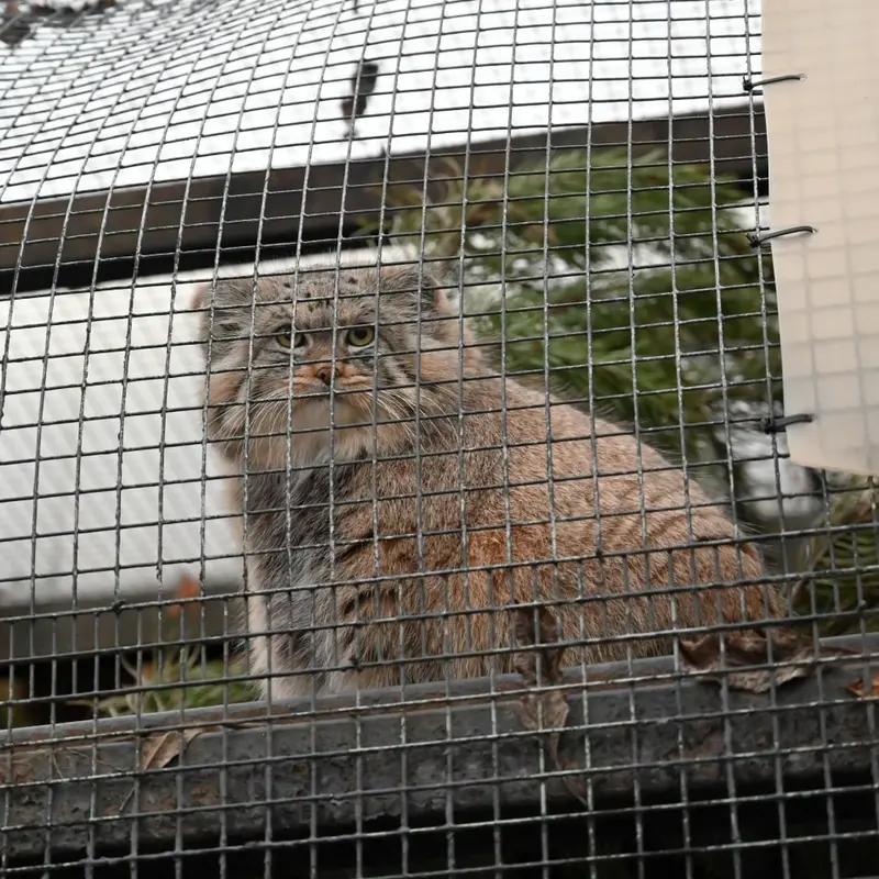 A photograph of Shu in Leningrad zoo