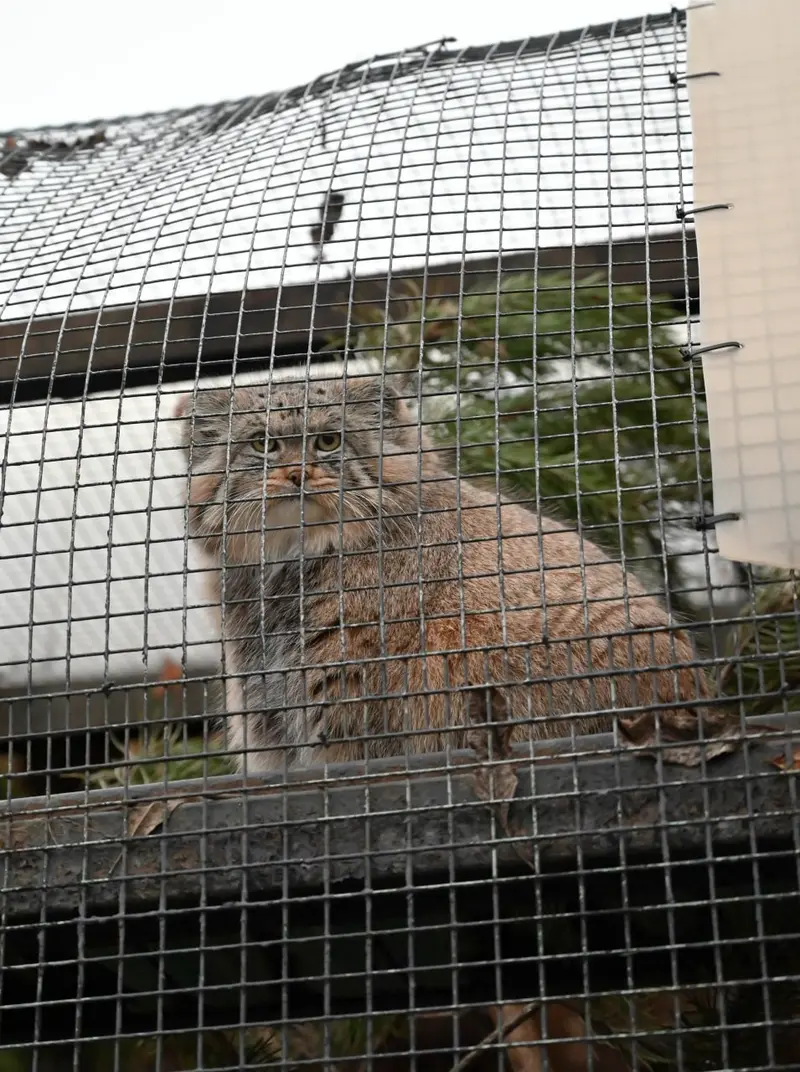 A photograph of Shu in Leningrad zoo