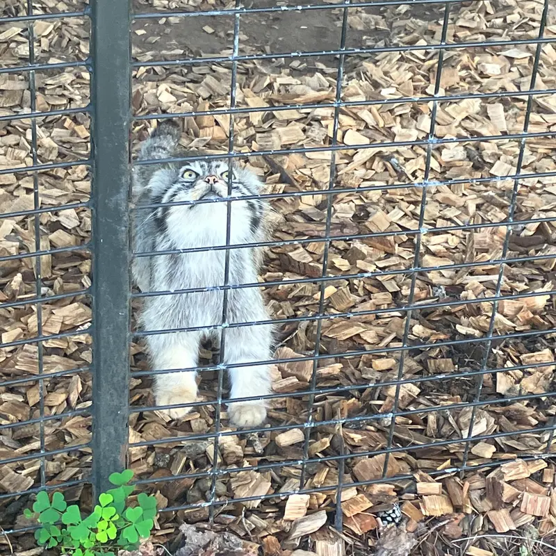A photograph of a Pallas&#039;s cat in Safari North Wildlife Park