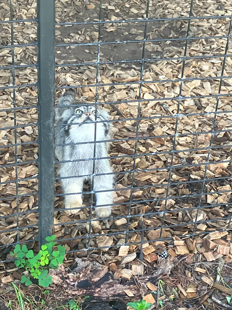 A photograph of a Pallas&#039;s cat in Safari North Wildlife Park