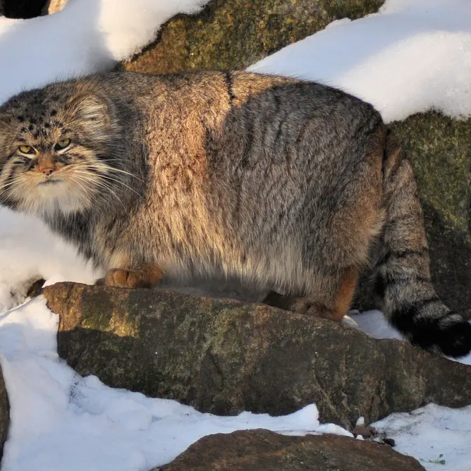 A photograph of Bruce in Görlitz Zoo