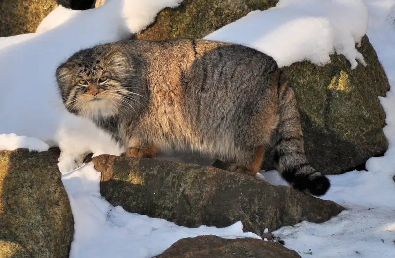 A photograph of Bruce in Görlitz Zoo
