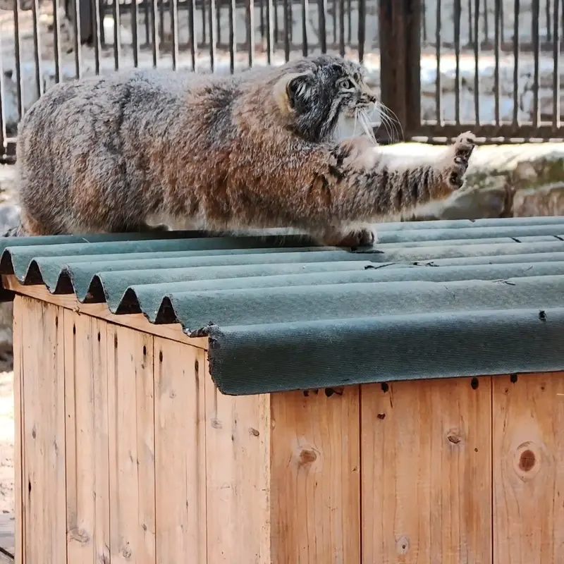 A photograph of a Pallas's cat in Novosibirsk Zoo