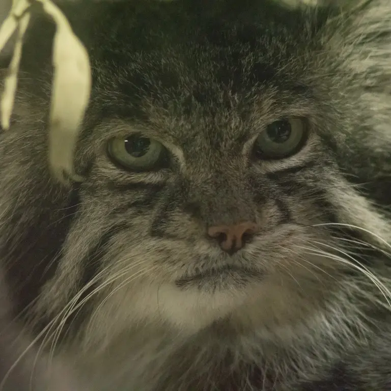 A photograph of Klyon in Ueno Zoological Gardens