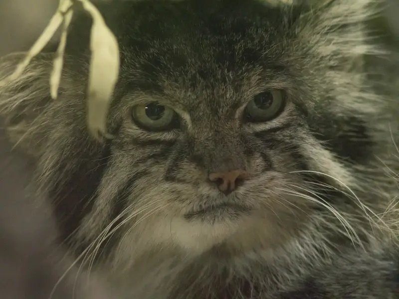 A photograph of Klyon in Ueno Zoological Gardens