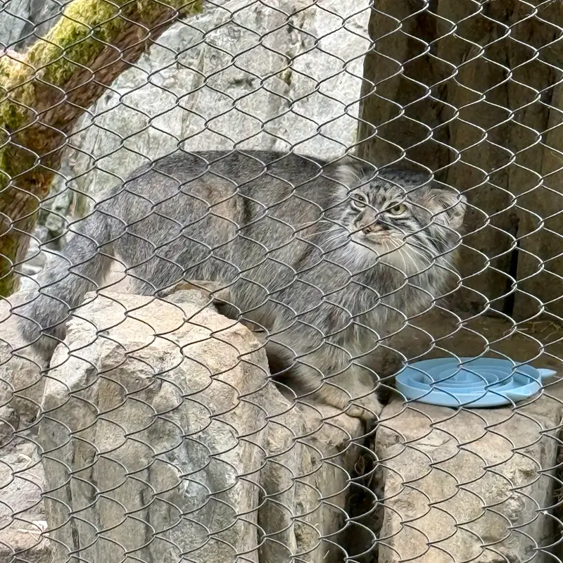 A photograph of Goose in Woodland Park Zoo