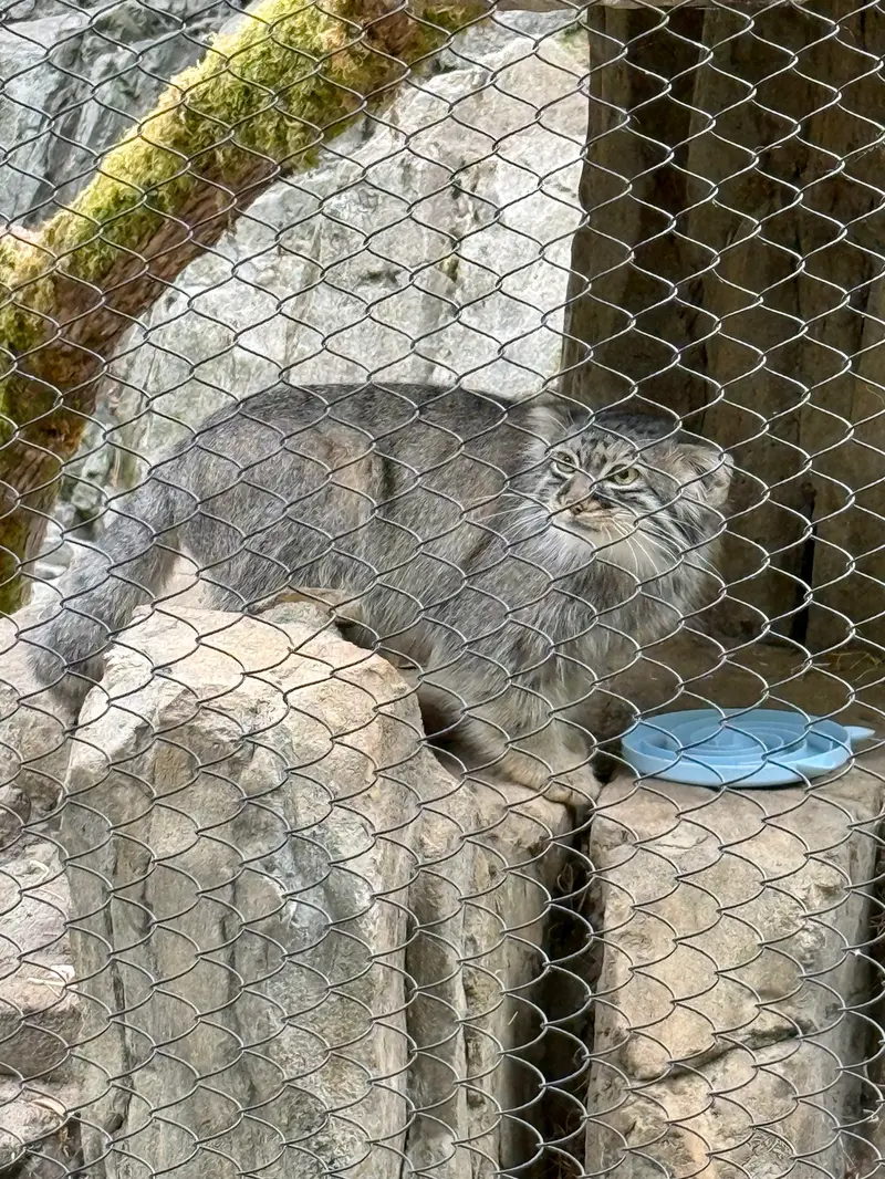 A photograph of Goose in Woodland Park Zoo