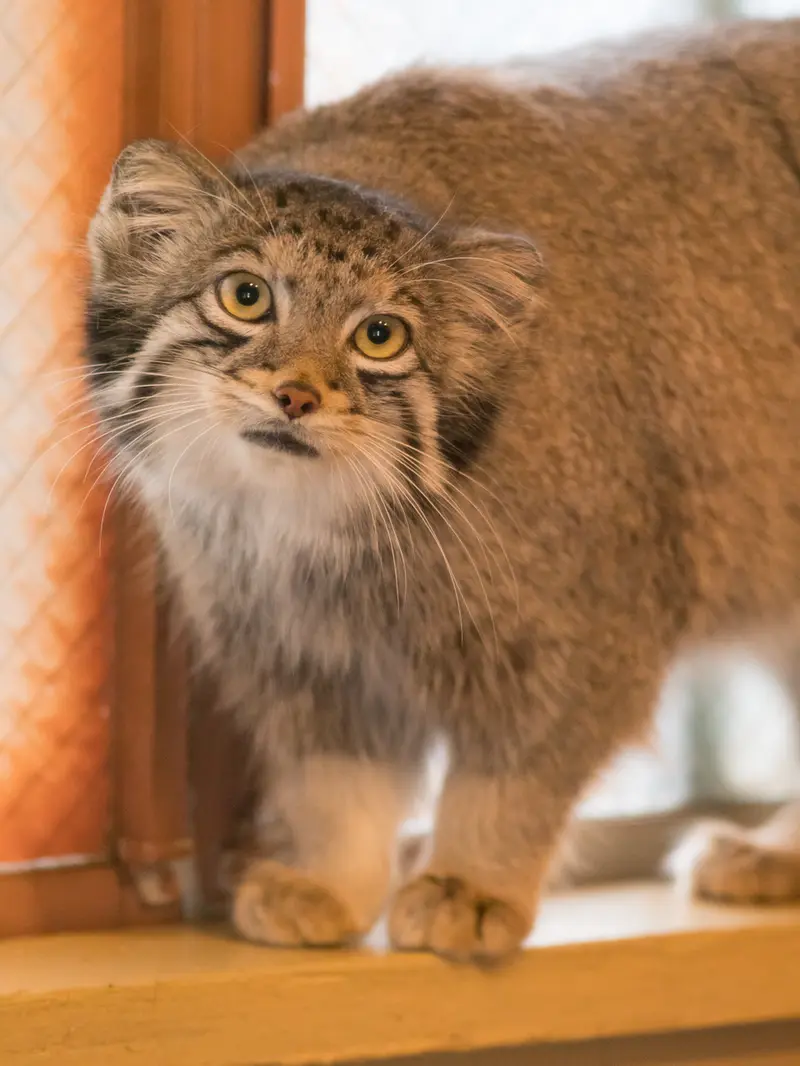A photograph of Oto in Saitama Children's Zoo