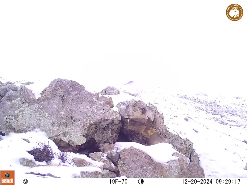 A photograph of Pika from Besshoky 1 camera trap