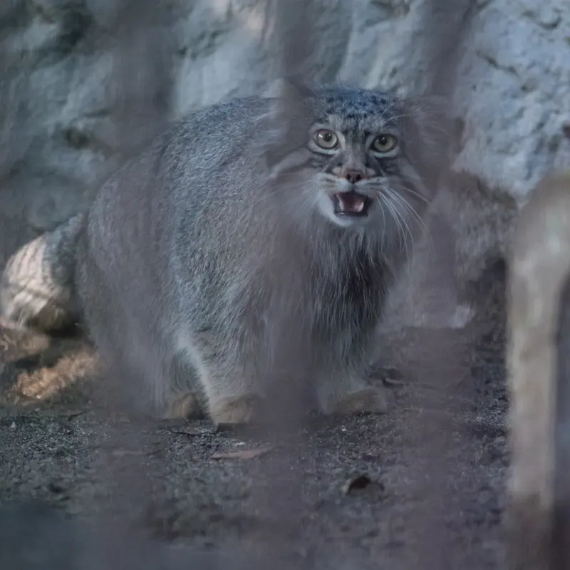 A photograph of Figa in Nogeyama Zoo