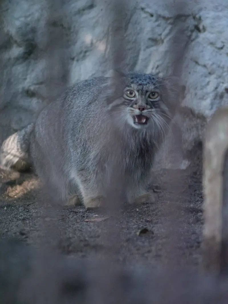 A photograph of Figa in Nogeyama Zoo