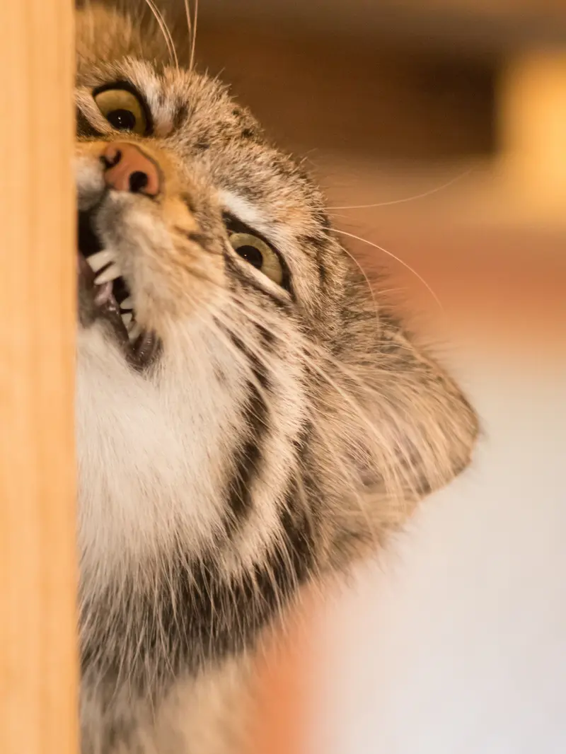 A photograph of Oto in Saitama Children's Zoo