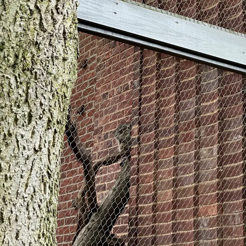 A photograph of a Pallas&#039;s cat in Prospect Park Zoo