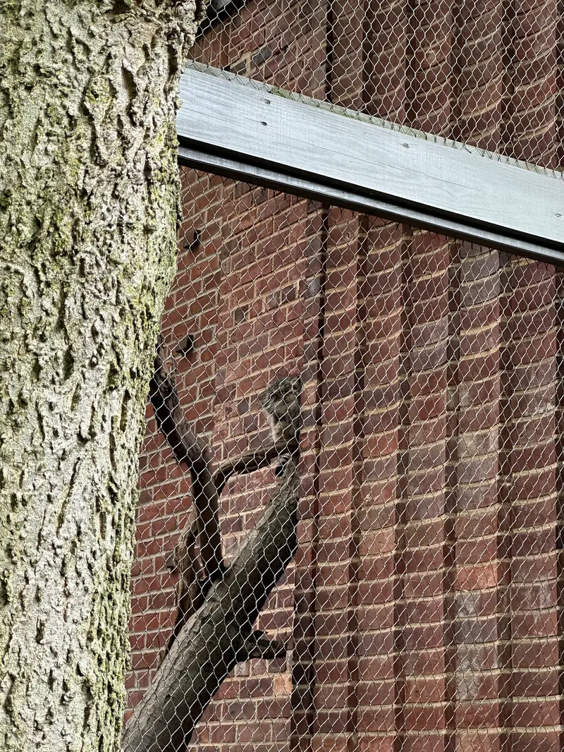 A photograph of a Pallas&#039;s cat in Prospect Park Zoo
