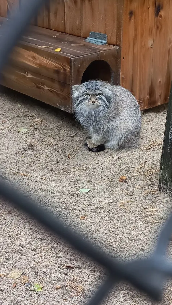 What manul is this?