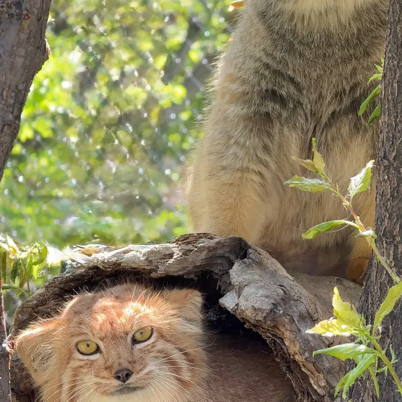 A photograph of Mano and Nano in Yerevan Zoo