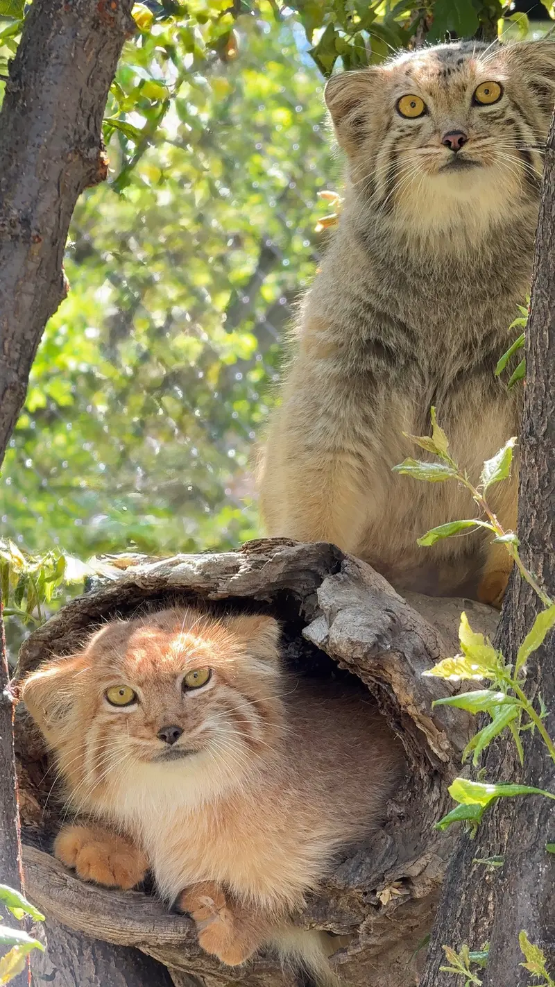 A photograph of Mano and Nano in Yerevan Zoo