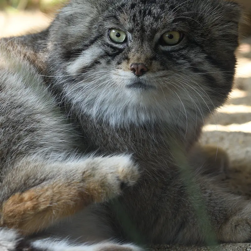 A photograph of Iris in Kobe Oji Zoo