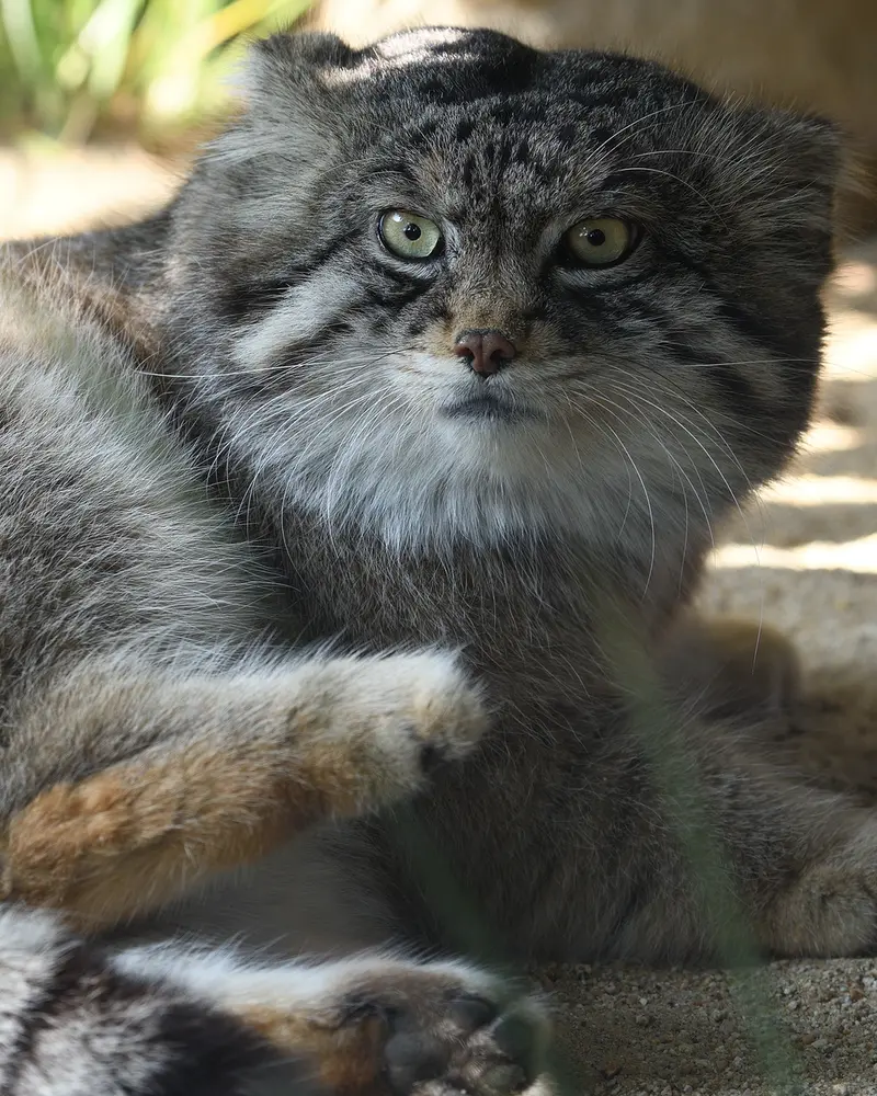 A photograph of Iris in Kobe Oji Zoo