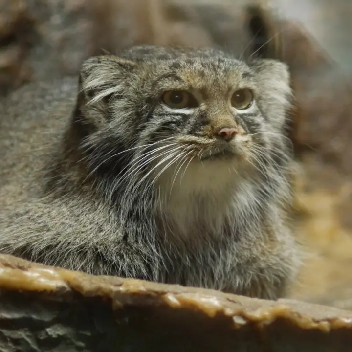 A photograph of Shafran in Ueno Zoological Gardens