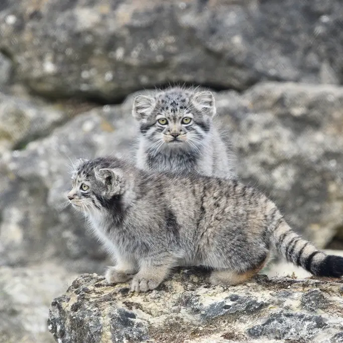 A photograph of a Pallas's cat in Port Lympne Wild Animal Park