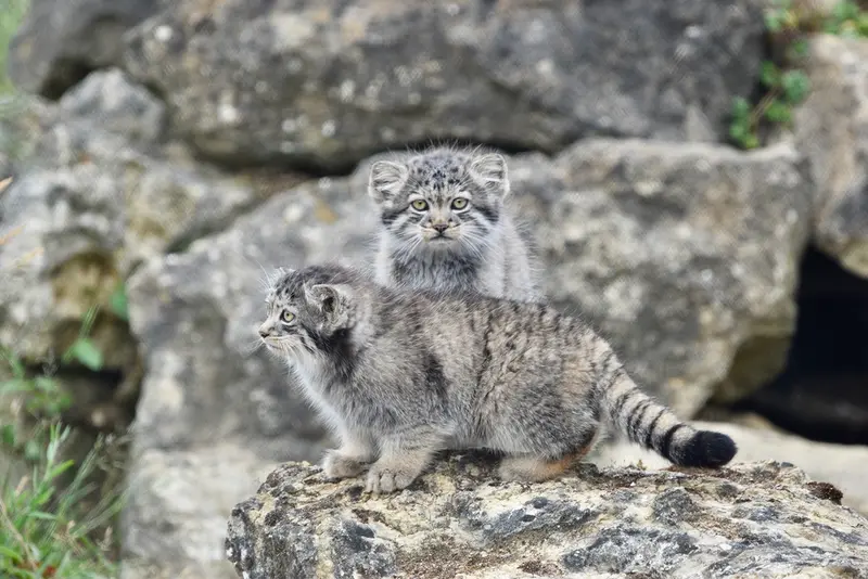 A photograph of a Pallas's cat in Port Lympne Wild Animal Park