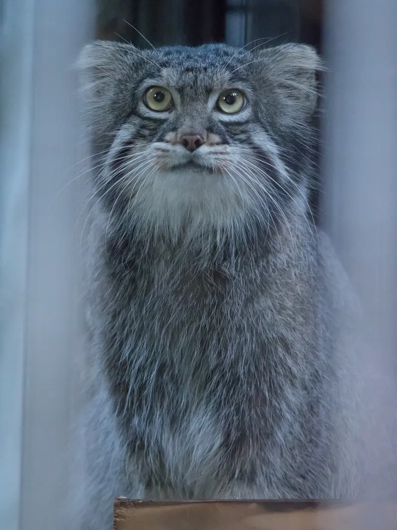 A photograph of Figa in Nogeyama Zoo