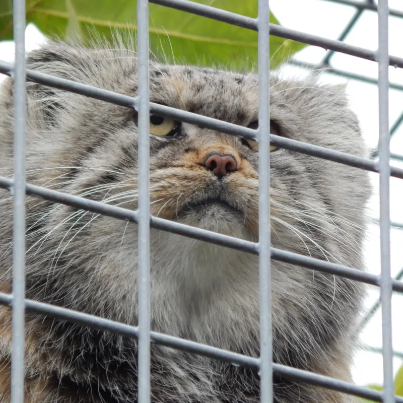 A photograph of Aldan in Zie-Zoo