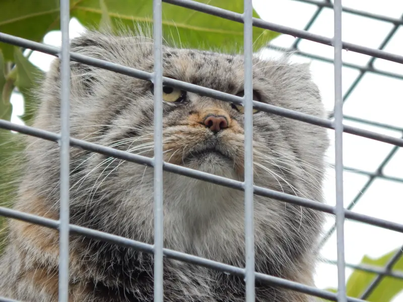 A photograph of Aldan in Zie-Zoo