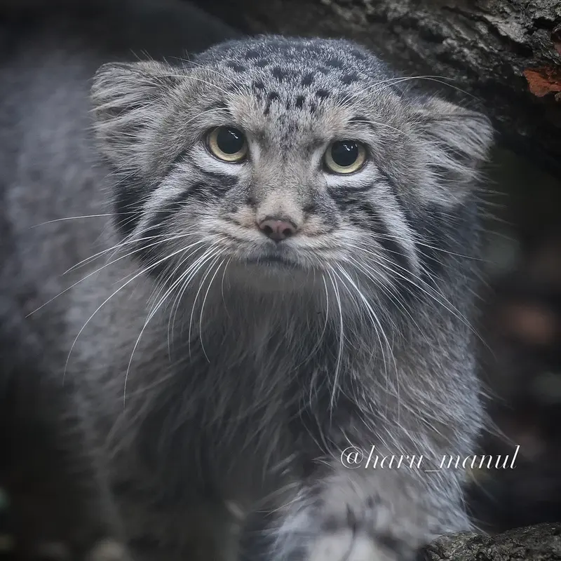 A photograph of Nagomu in Nasu Animal Kingdom