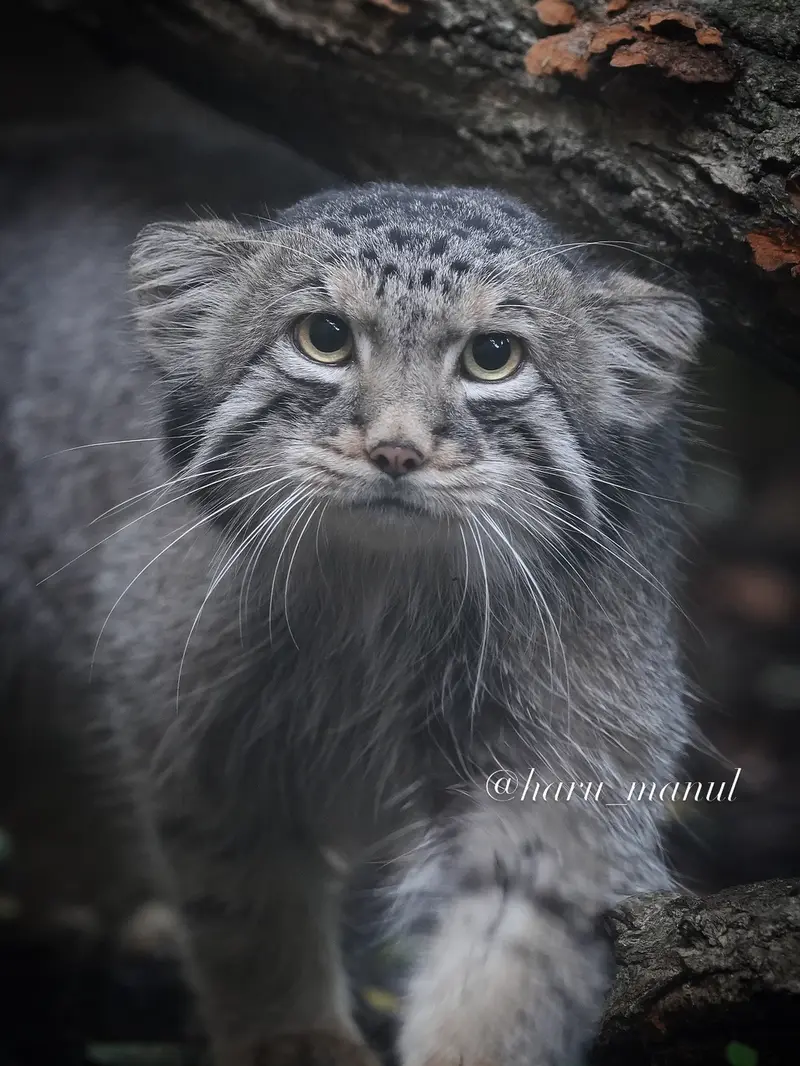 A photograph of Nagomu in Nasu Animal Kingdom