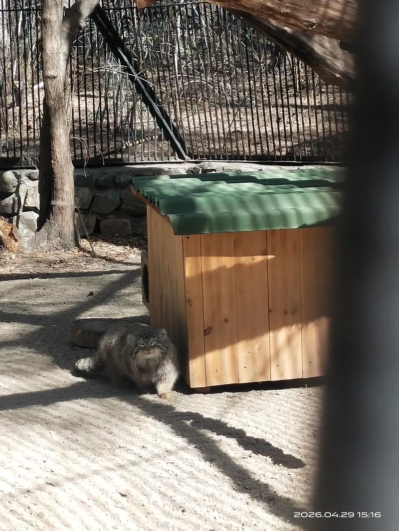 A photograph of Leon in Novosibirsk Zoo
