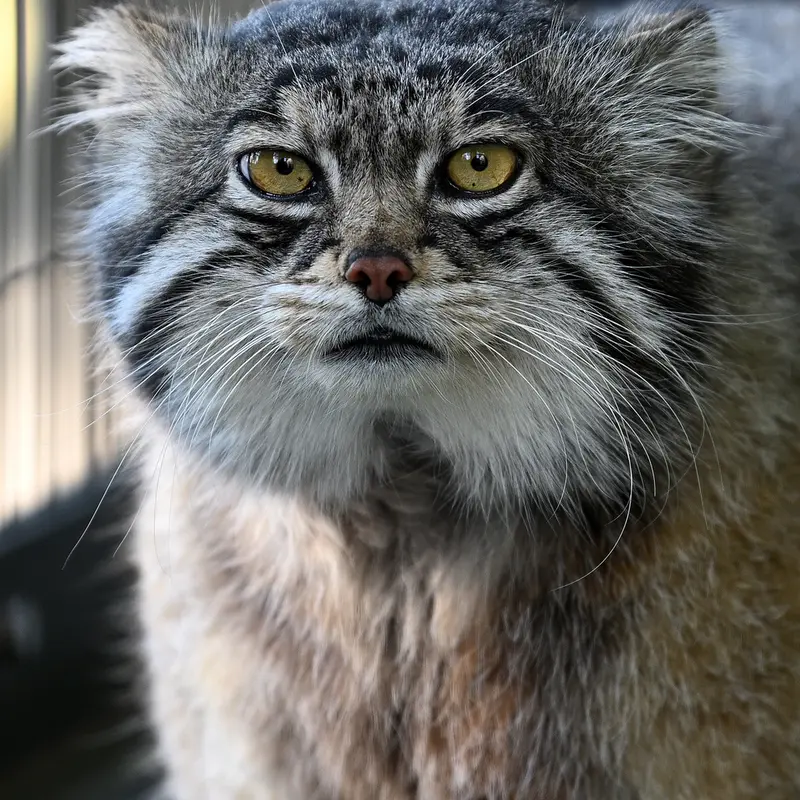 A photograph of Grusha in Asahiyama Zoo