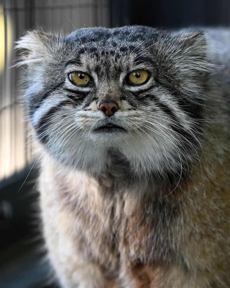 A photograph of Grusha in Asahiyama Zoo