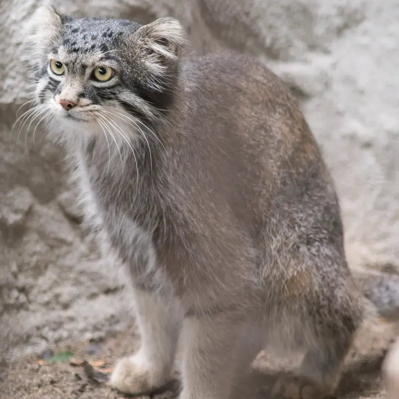 A photograph of Figa in Nogeyama Zoo