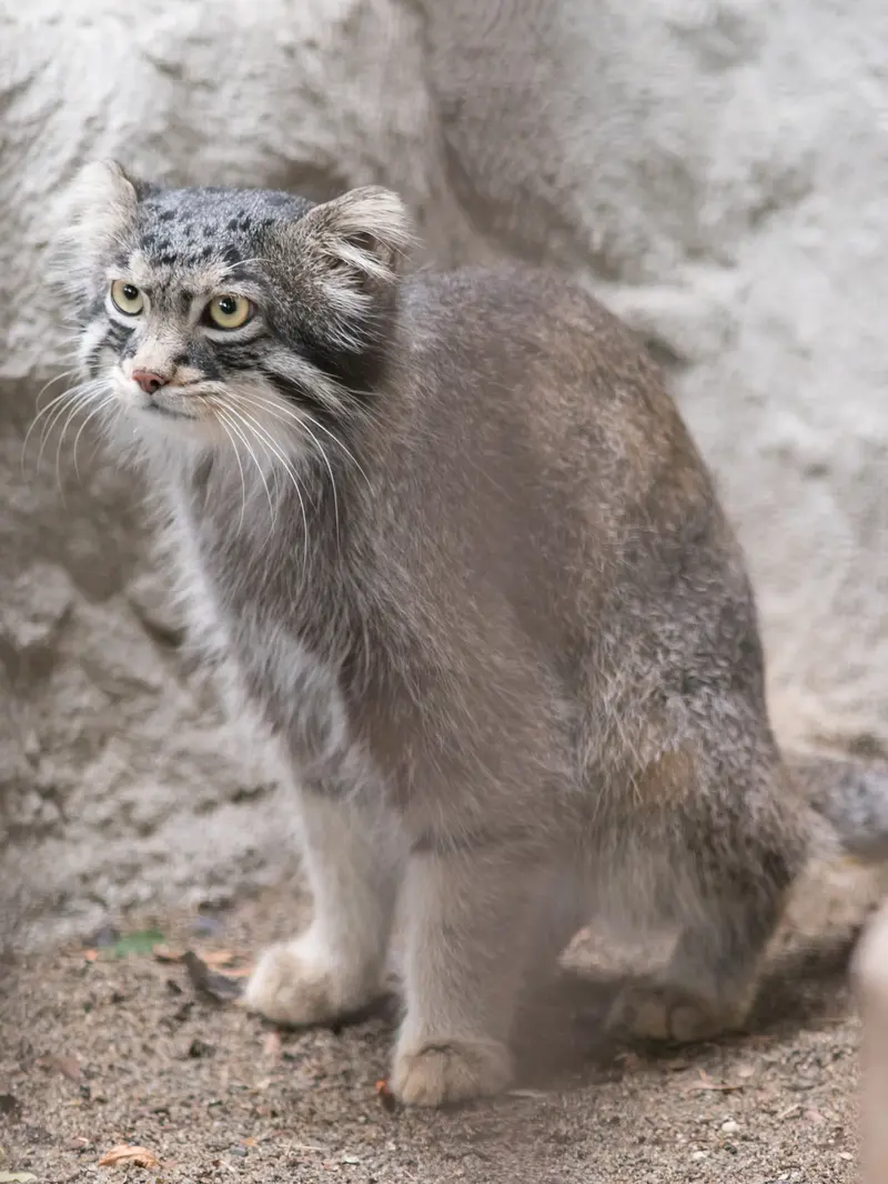 A photograph of Figa in Nogeyama Zoo