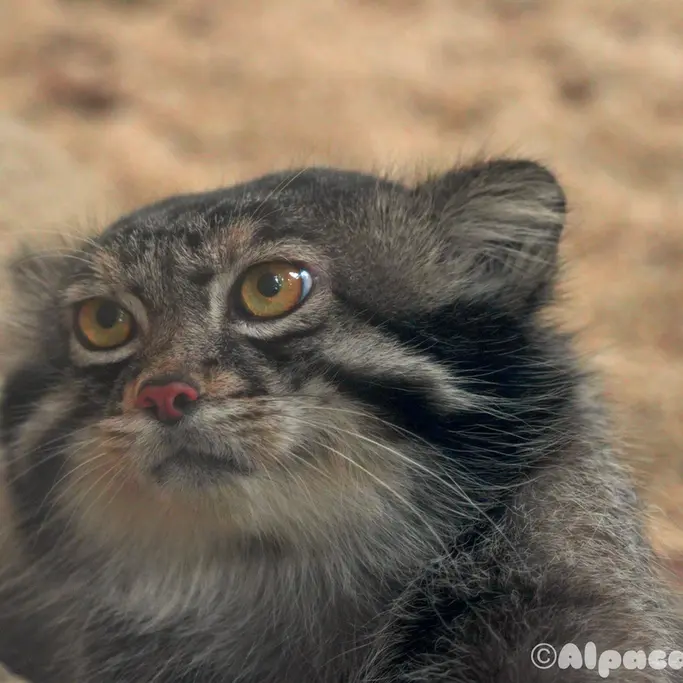 A photograph of a Pallas's cat in Kobe Animal Kingdom