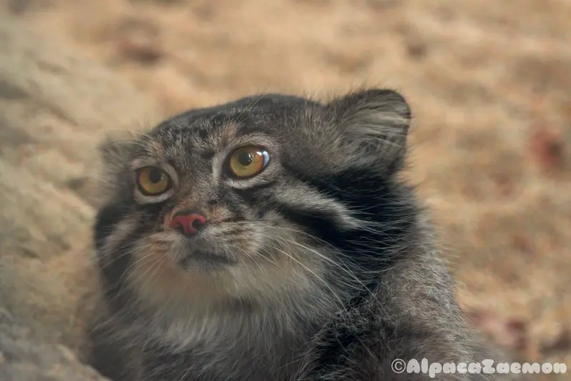 A photograph of a Pallas's cat in Kobe Animal Kingdom