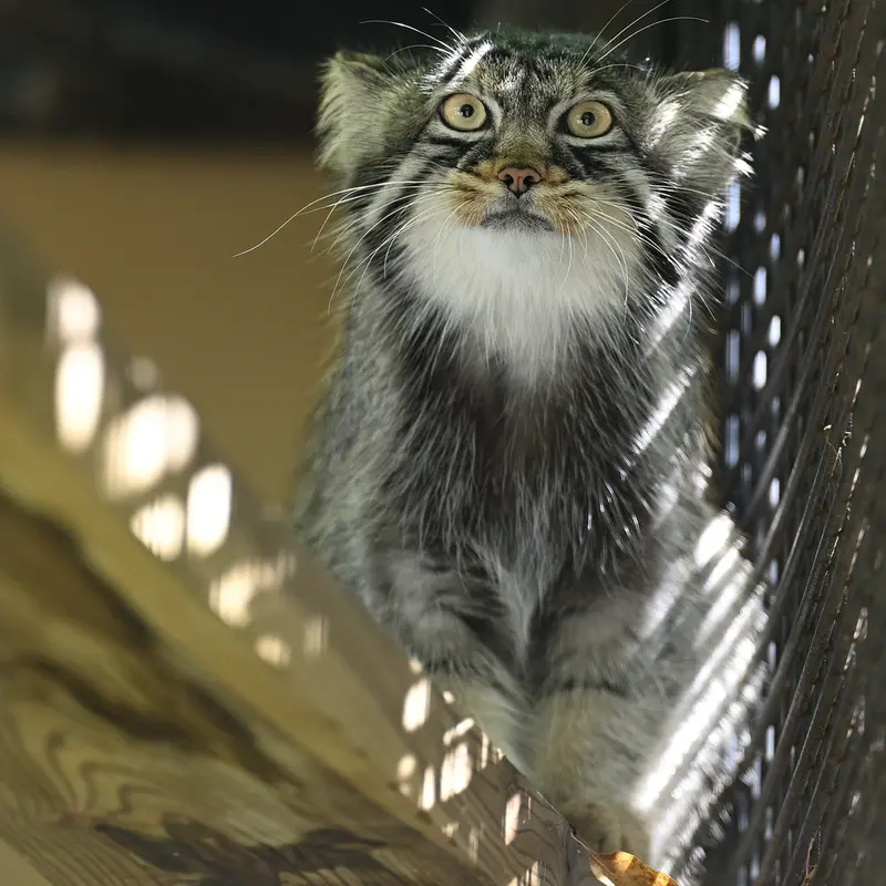 A photograph of Hide in Asahiyama Zoo