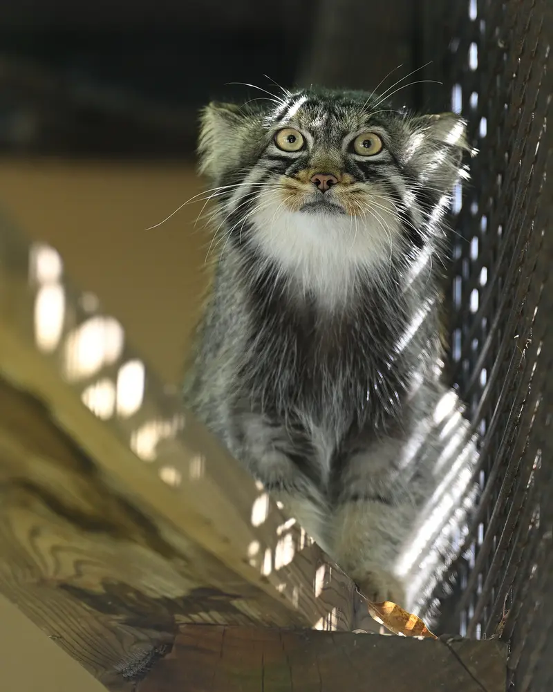A photograph of Hide in Asahiyama Zoo