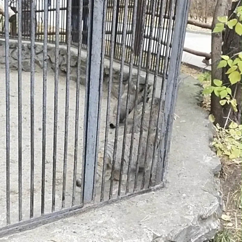 A photograph of a Pallas's cat in Novosibirsk Zoo