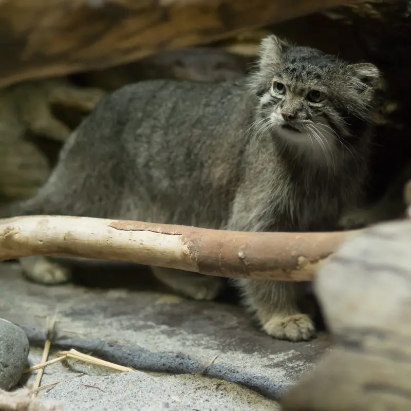 A photograph of Klyon in Ueno Zoological Gardens